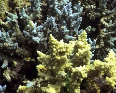 acro bleu jaune